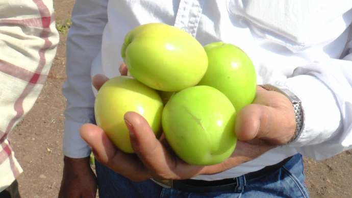 apple ber size color shine issue