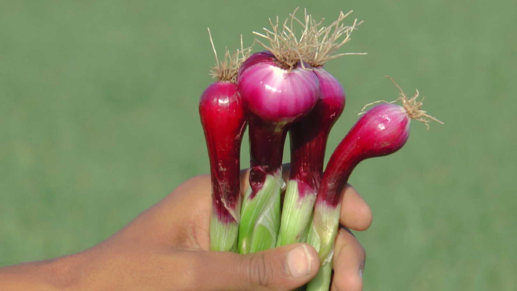 best result humalite tonic pgr alternate black amrut humalite 