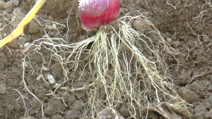 onion roots humalite