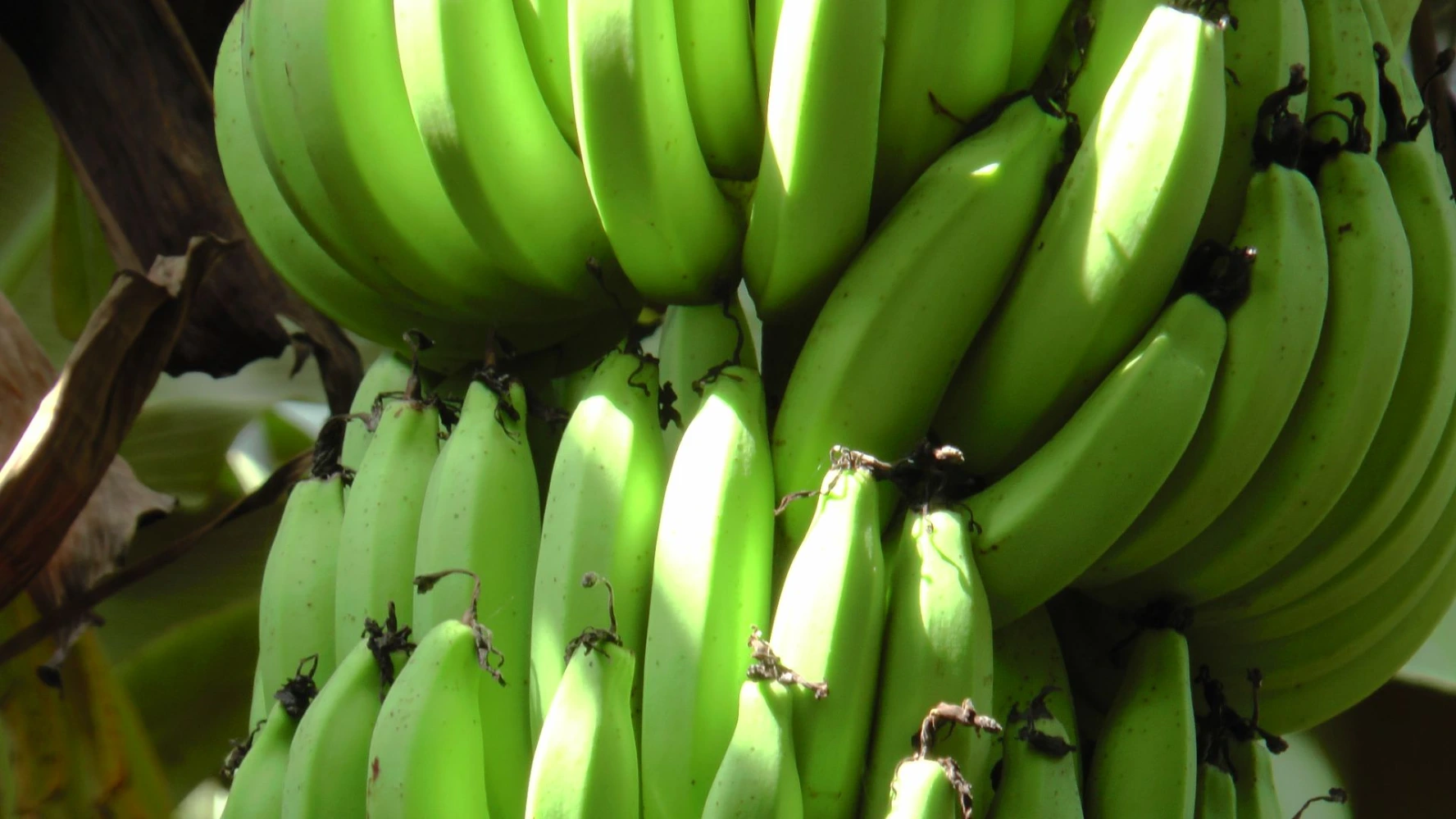 banana size gap issue weight issue production problem bunch problem growth solution