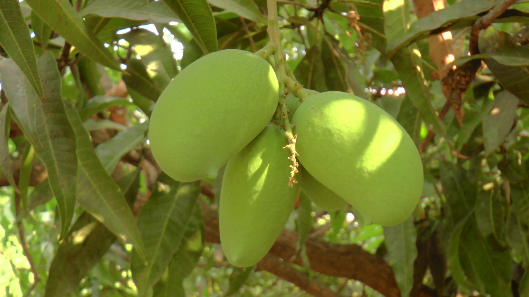 mango size quality dropping fungal weiht problem small size issue