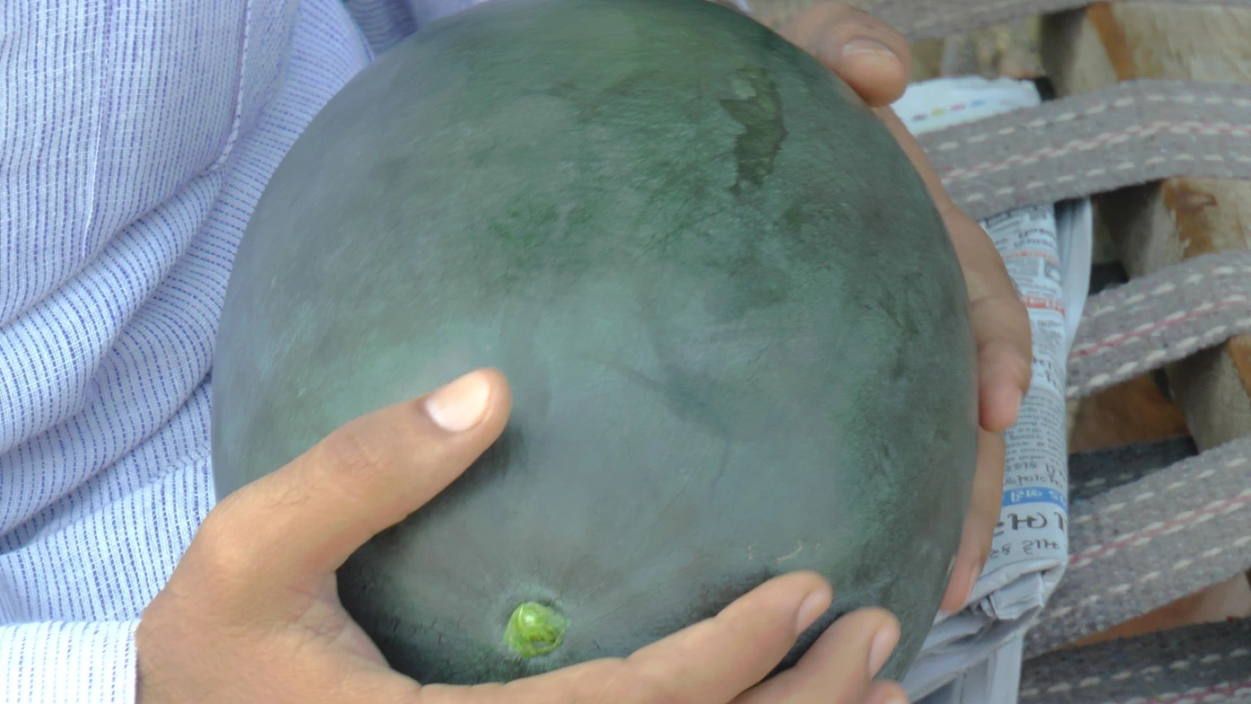 watermelon quality humalite result
