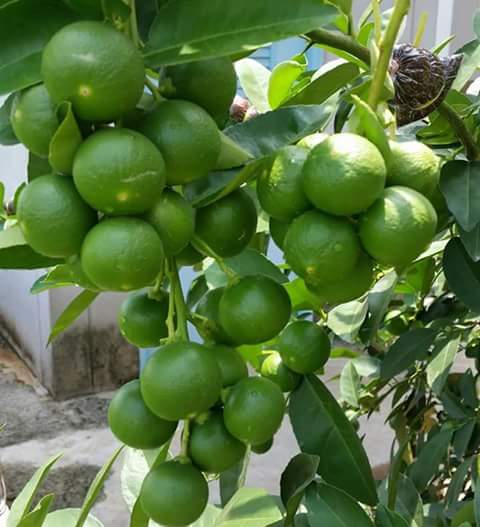 lemon performance problem growth issue humalite