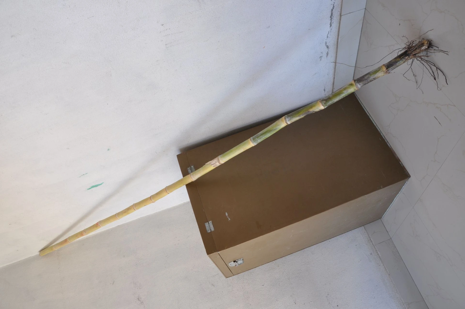 sugarcane quality tickness root free high yeild humalite