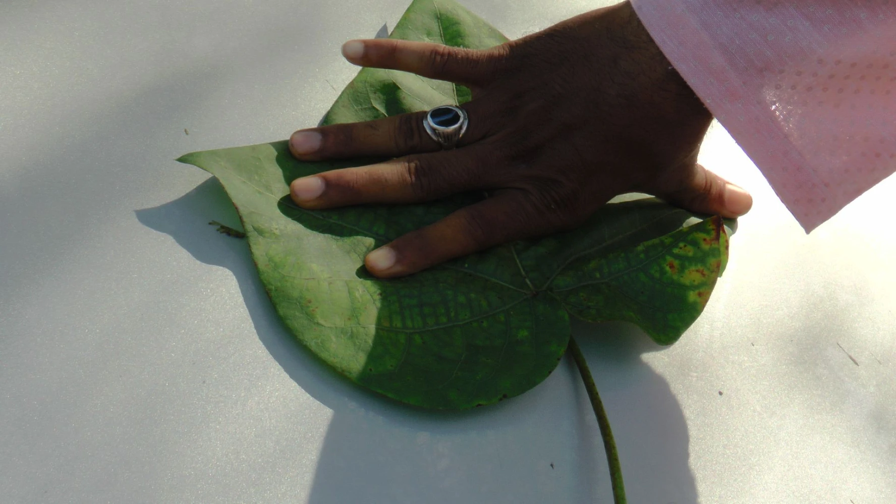 cotton leaf size best result best quality change black amrut alternative humalite