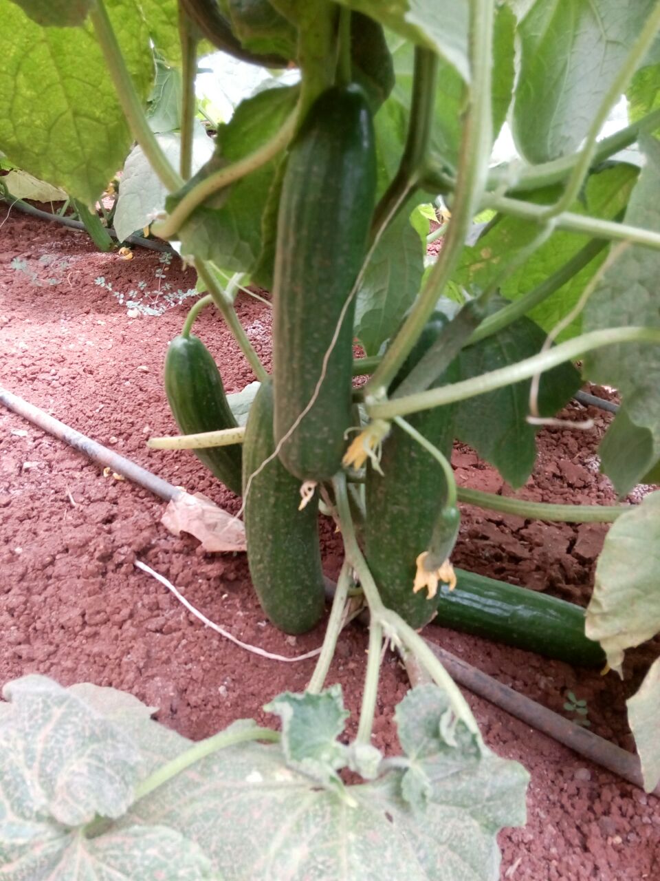 kire best result humalite success in field