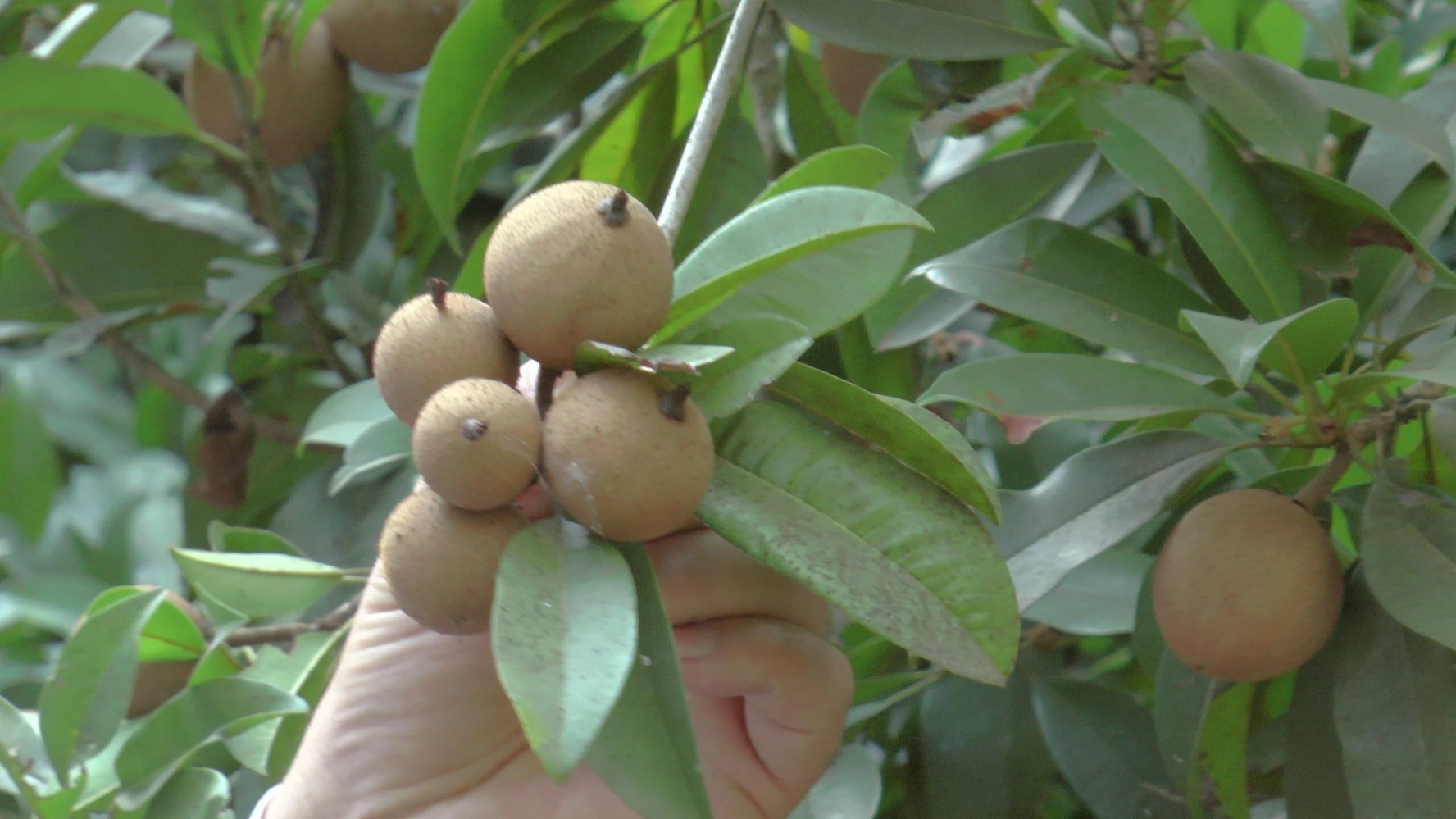 chickoo quality issue droppin fruit set low production alternative black amrut production humalite