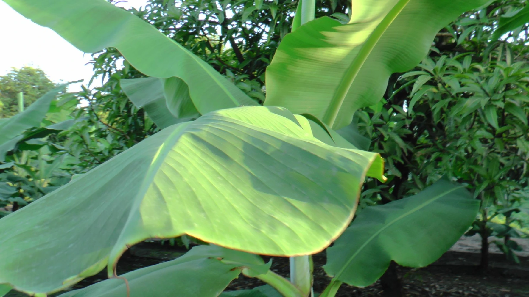 banana small leaf problem size slow growth plant growth problem