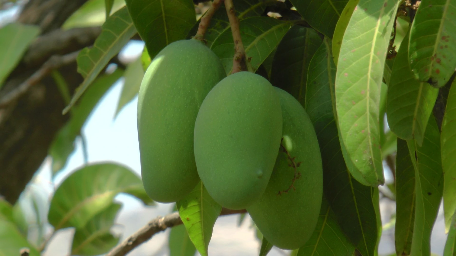 MAngo Bunch quality humalite