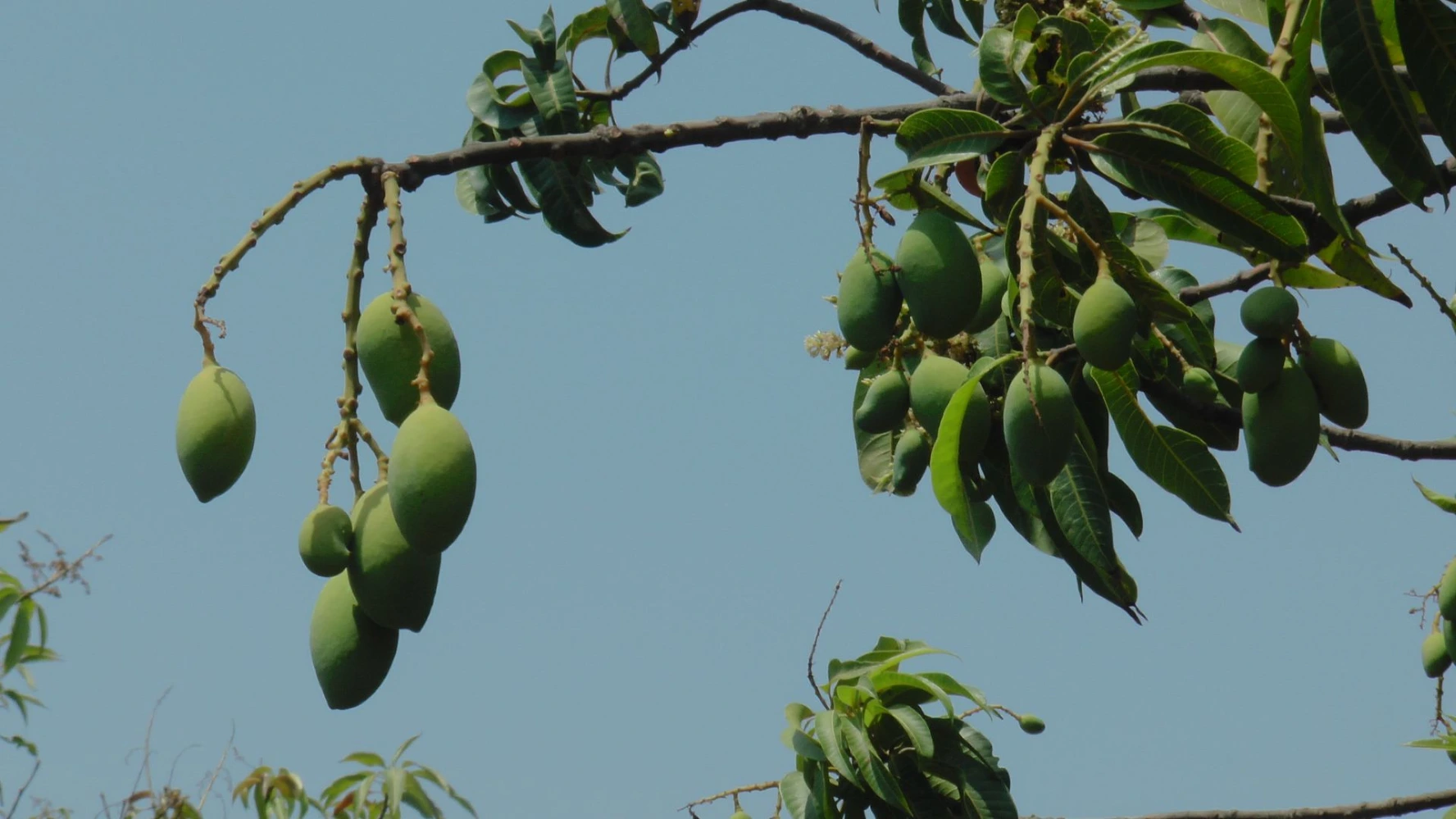 mango fruit setting humalite