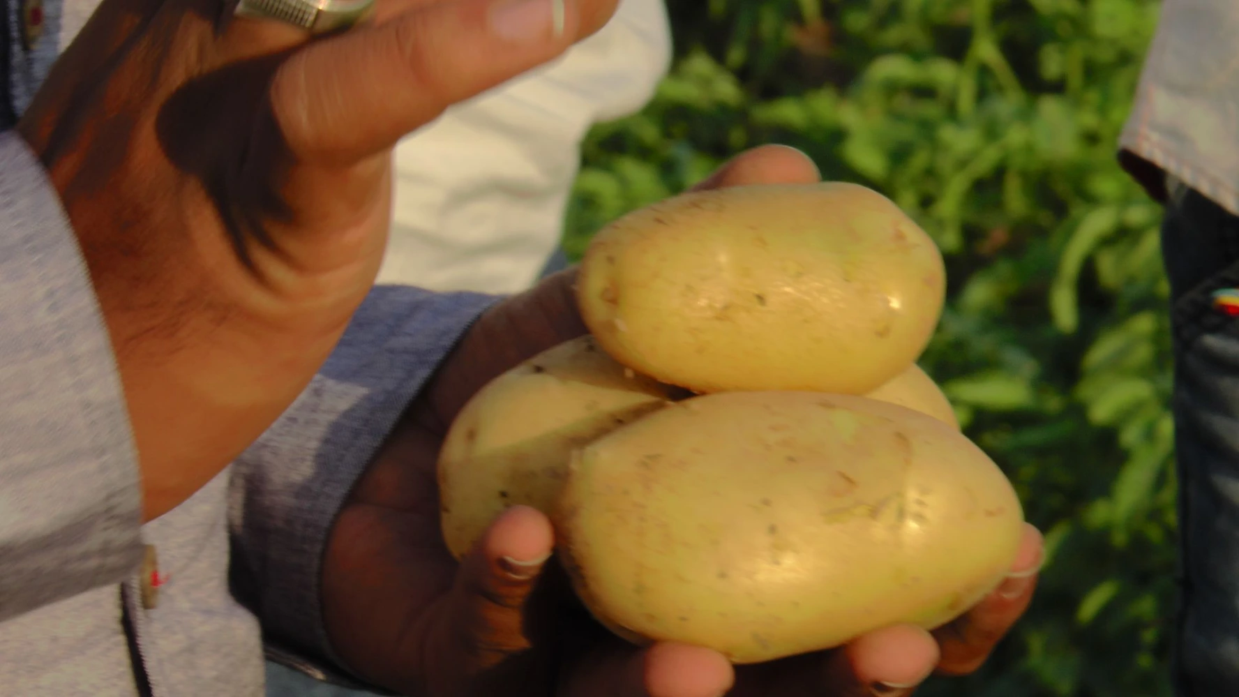 potato skin color shine humalite fertilizer