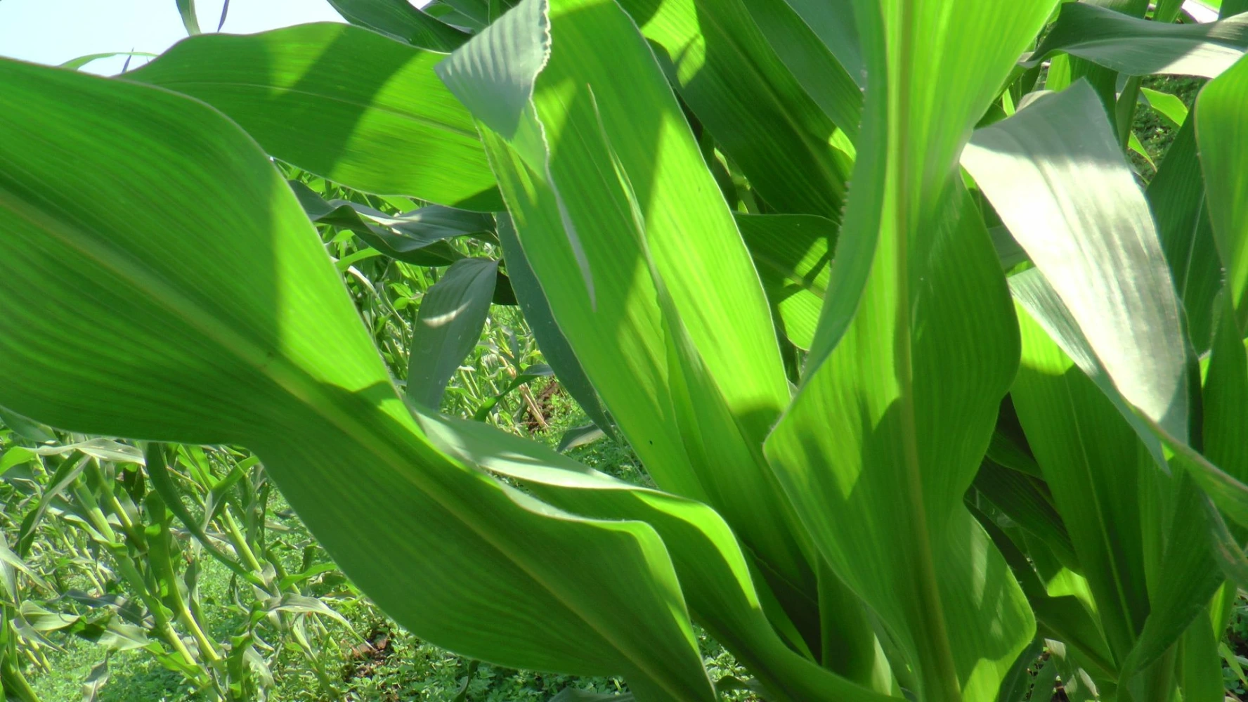 best result humalite tonic pgr alternate black amrut humalite 