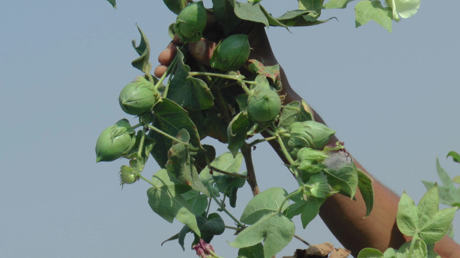 cotton ball size quantity humalite result