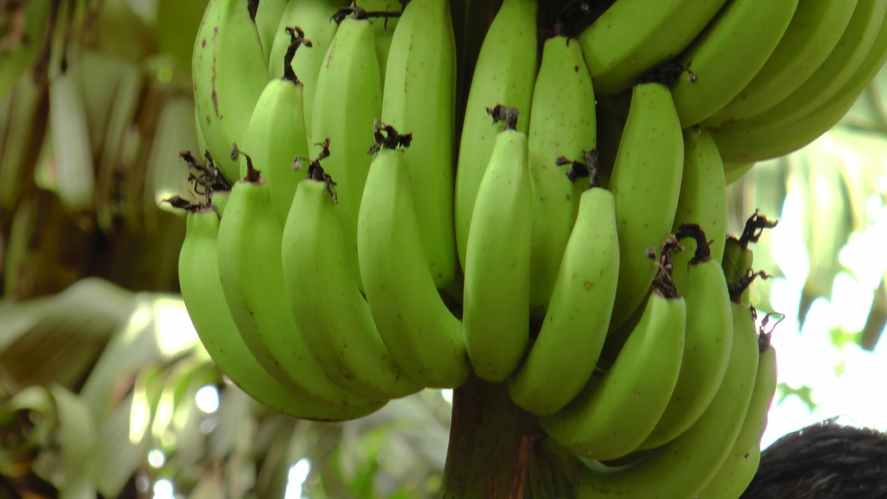 banana bunch quality humic humalite