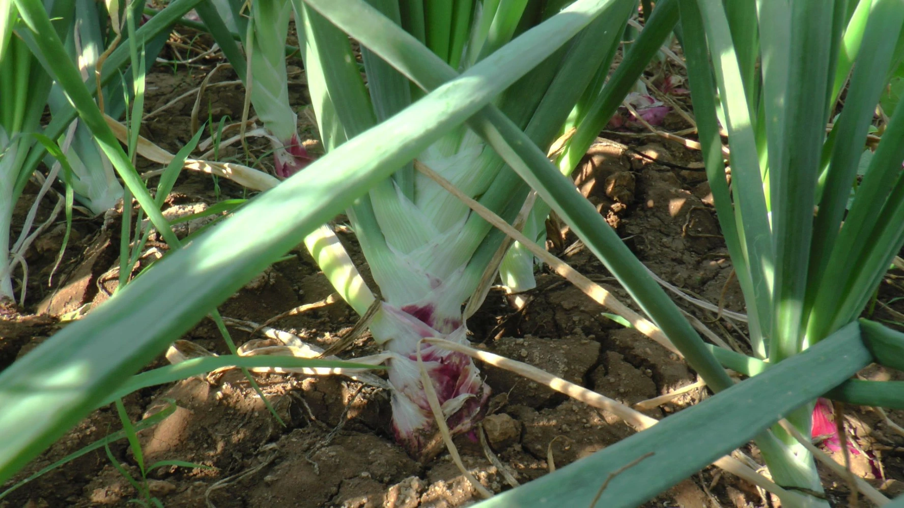 onion vegetative growth best pgr high quality result growth booster alternative to black amrut