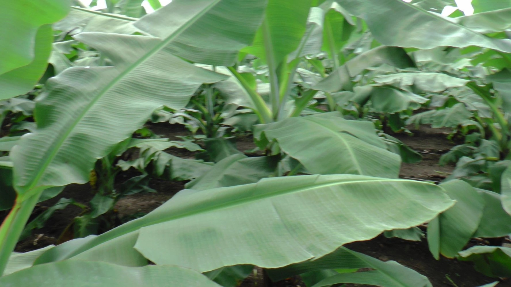 banana leaf size humalite result