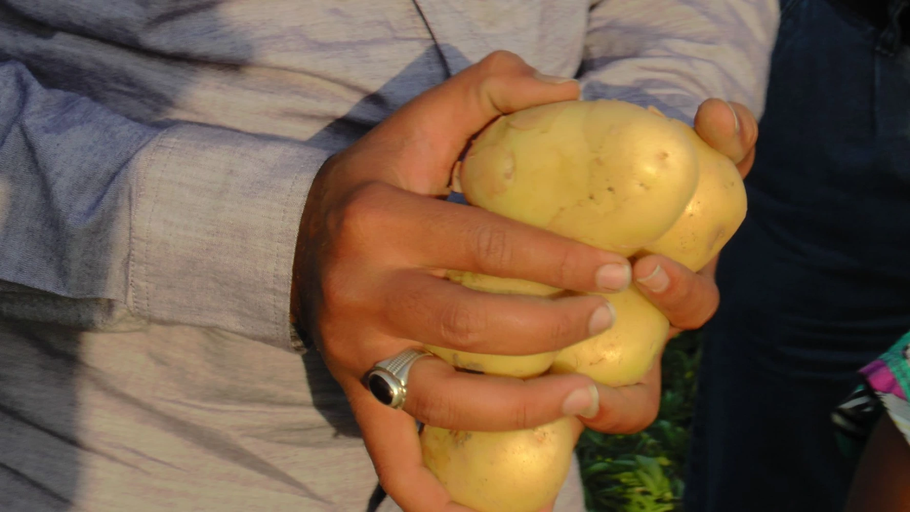 potato quality humalite application