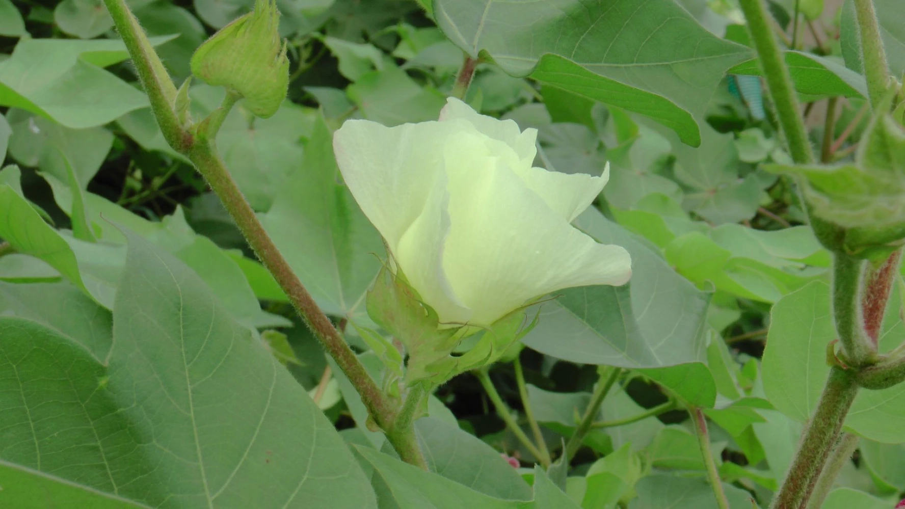 cotton leaf quality small leaf thick leaf burning leaf solution humalite alternate fugamrut