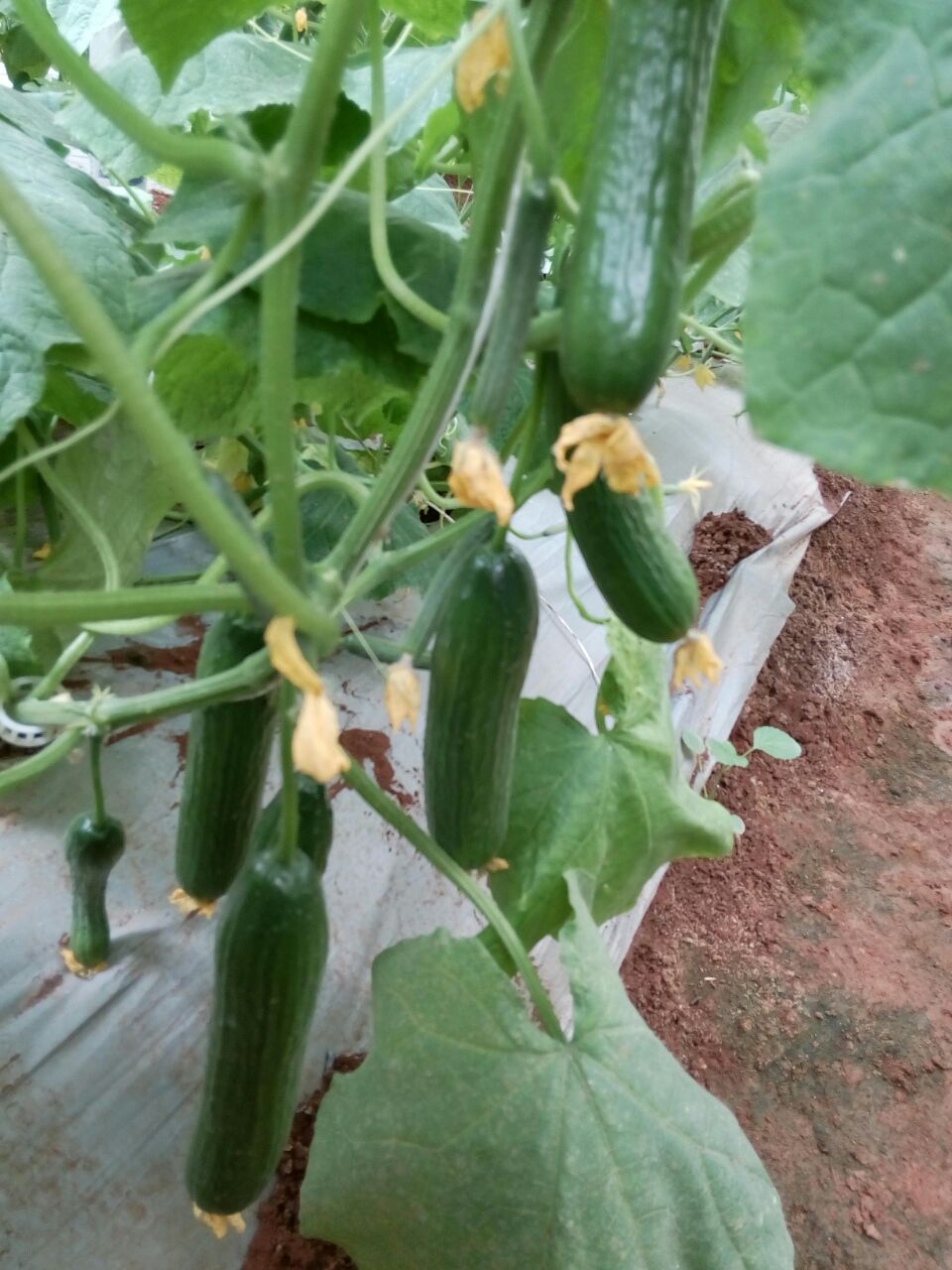 kira humalite quality production