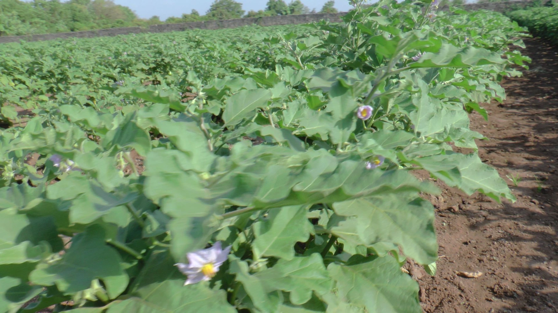 mango fruit quality humalite