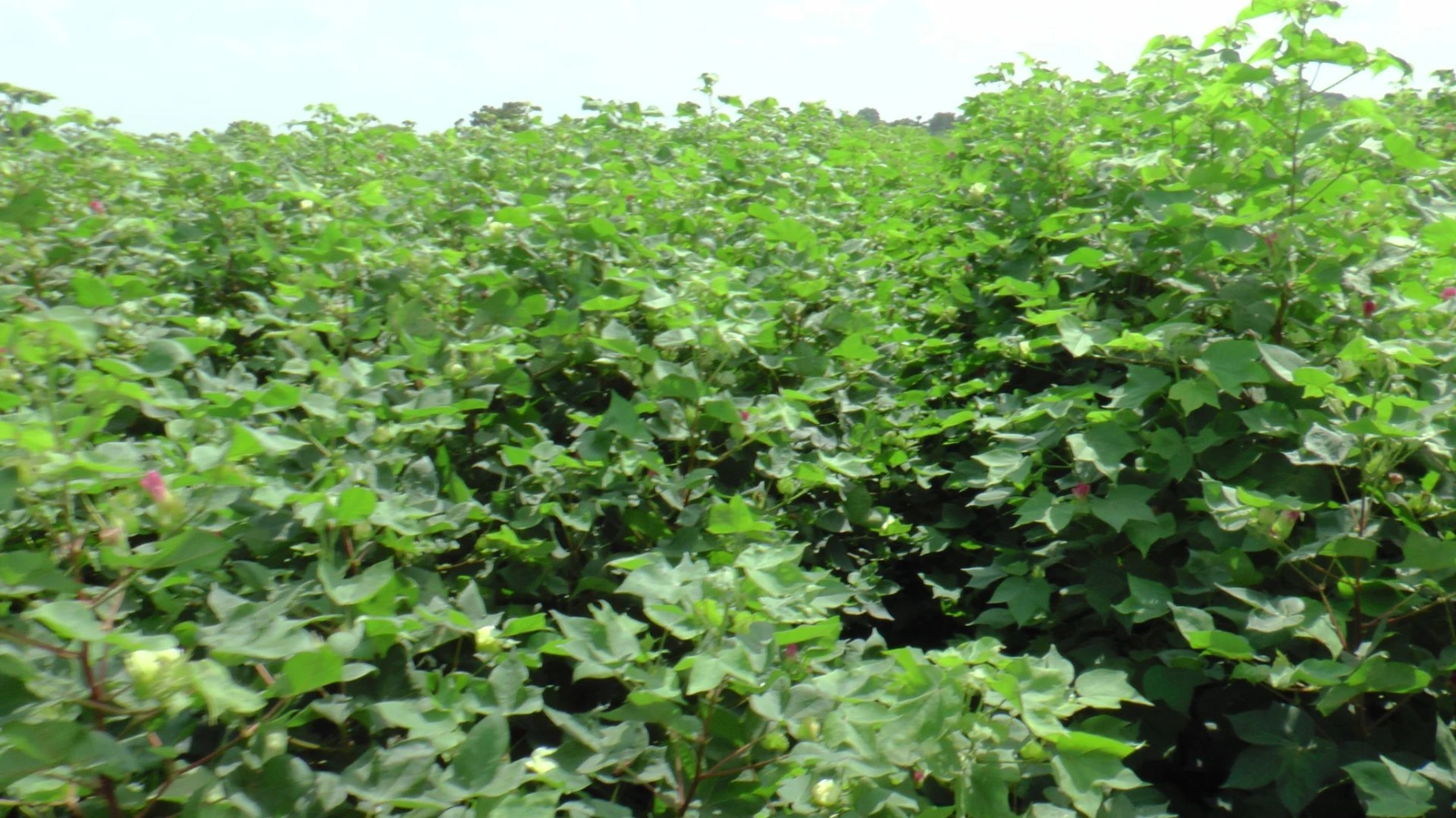 cotton best growth tonics solution growth promoter