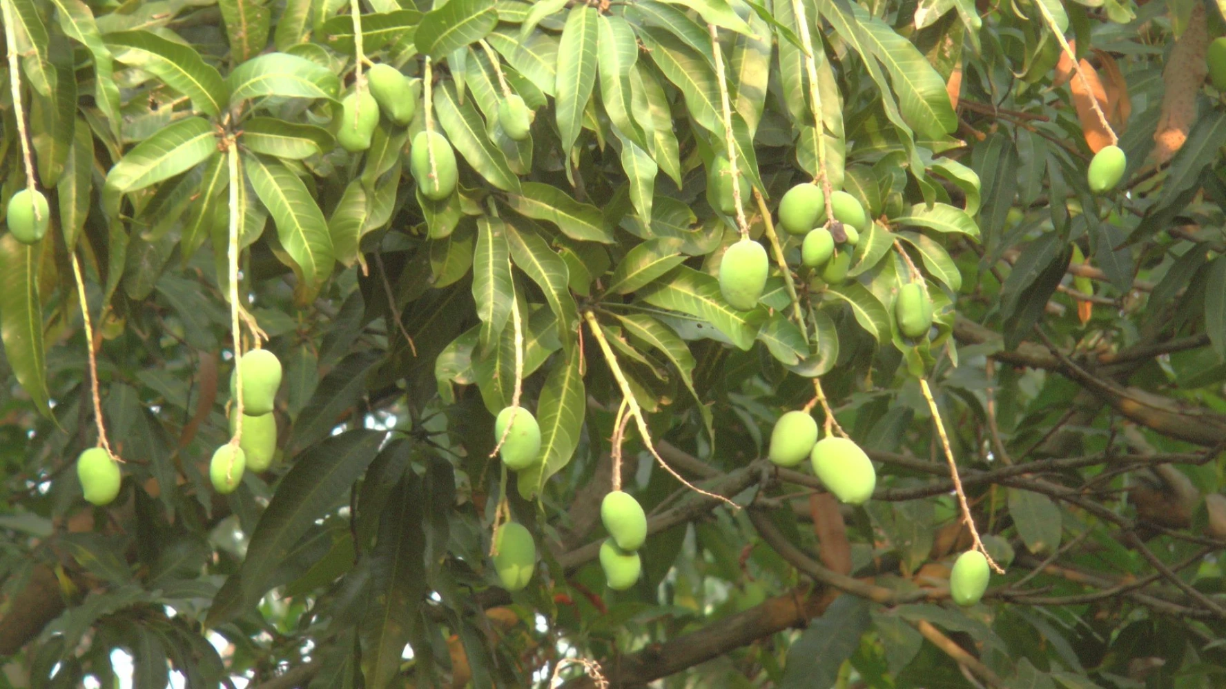 tomato low production yeild small size fruit solution humalite application result on field high performance pgr tonic all in one solution alternate fugamrut  growth result