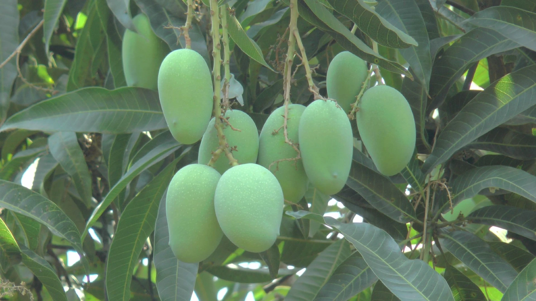 Mango Quality size color humalite spray