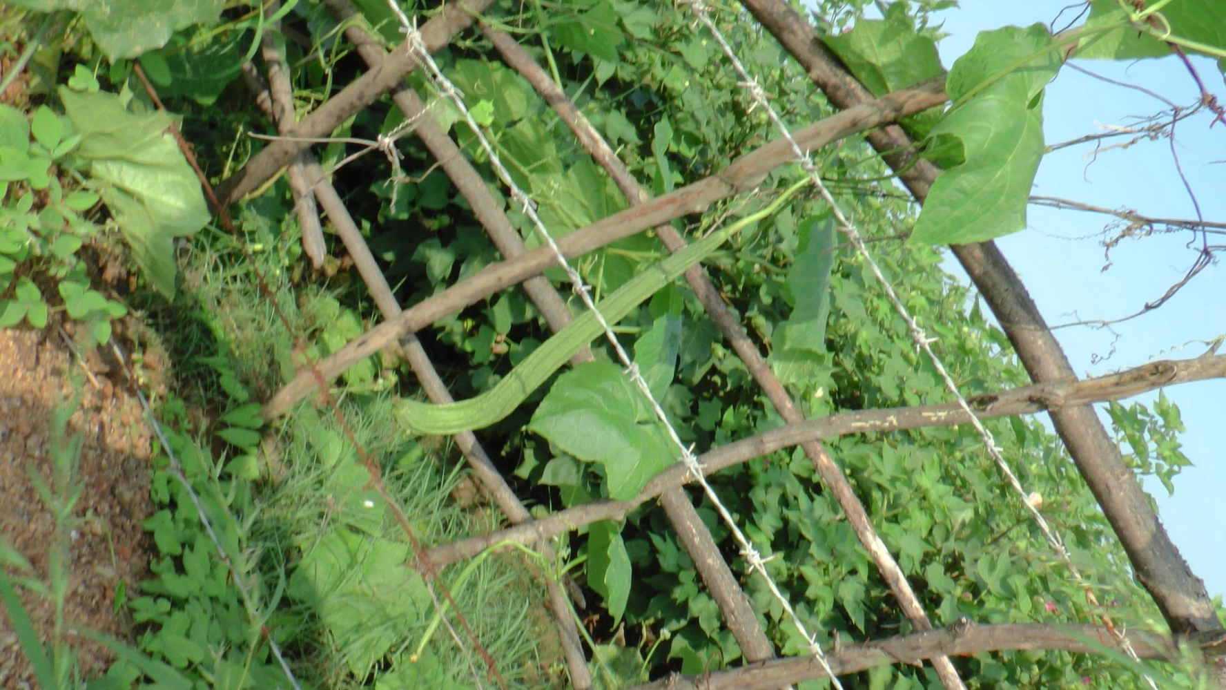 vegetable best product high performance