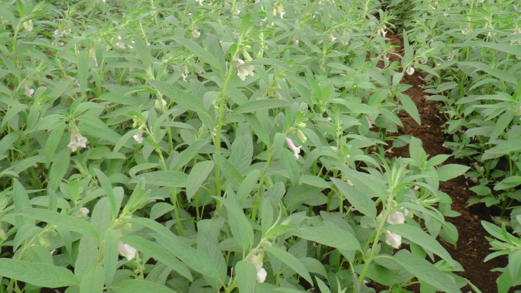 best result humalite tonic pgr alternate black amrut humalite 