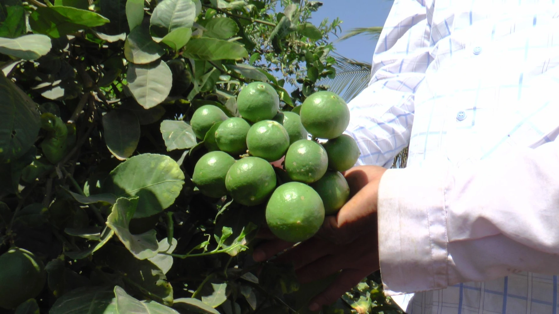 lemon bunch size quality production result