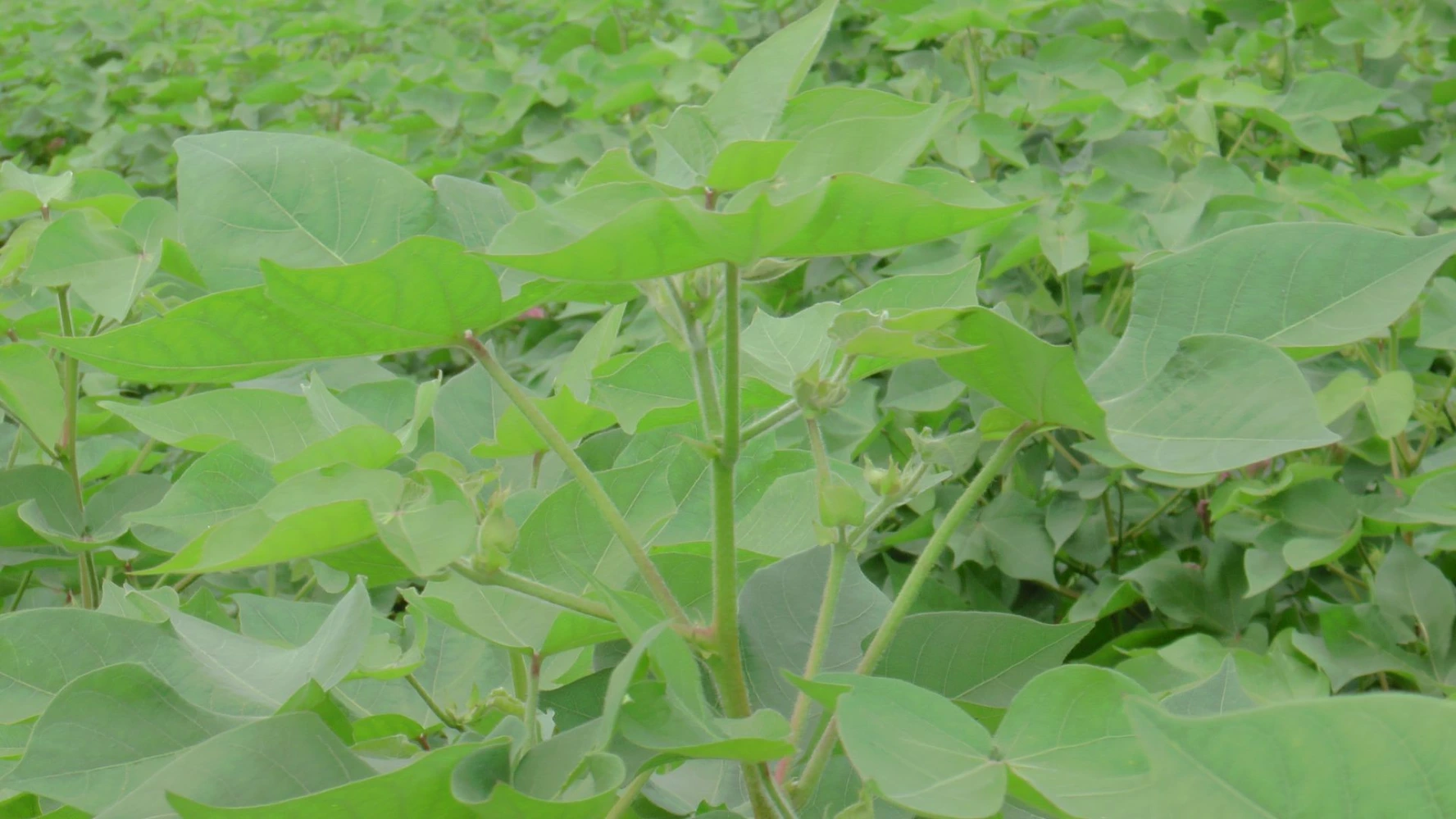 cotton leaf quality small leaf thick leaf burning leaf solution humalite