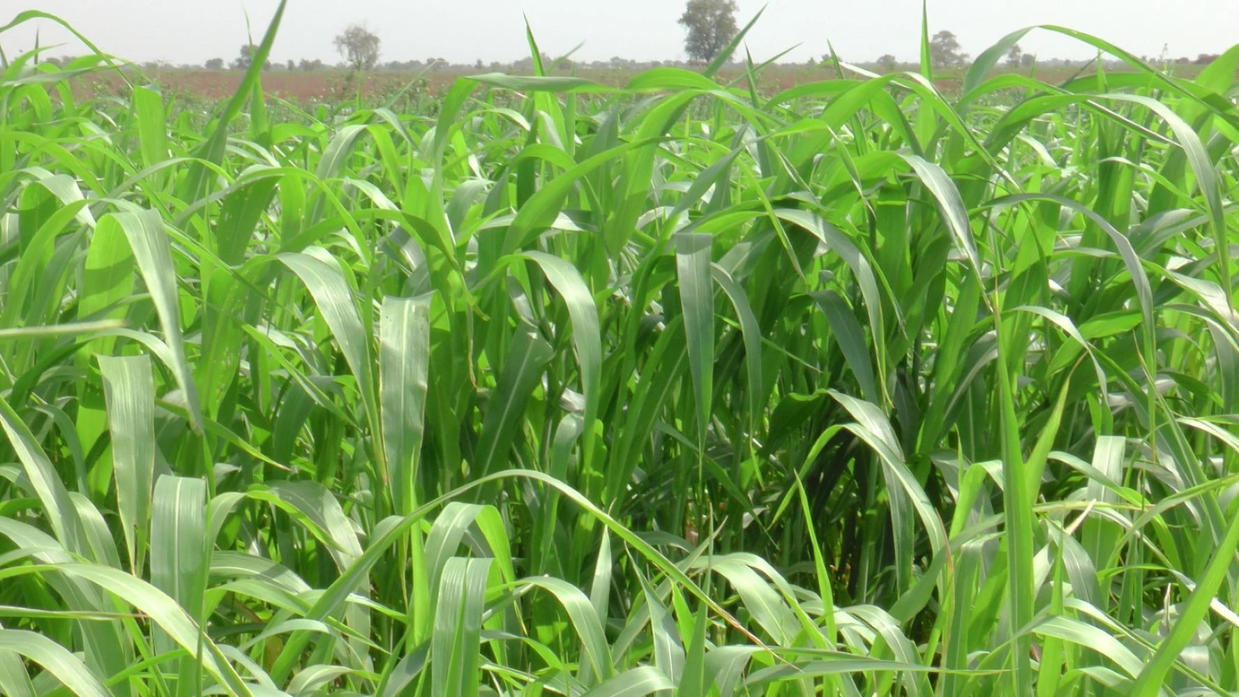 leaf size growth young green thick