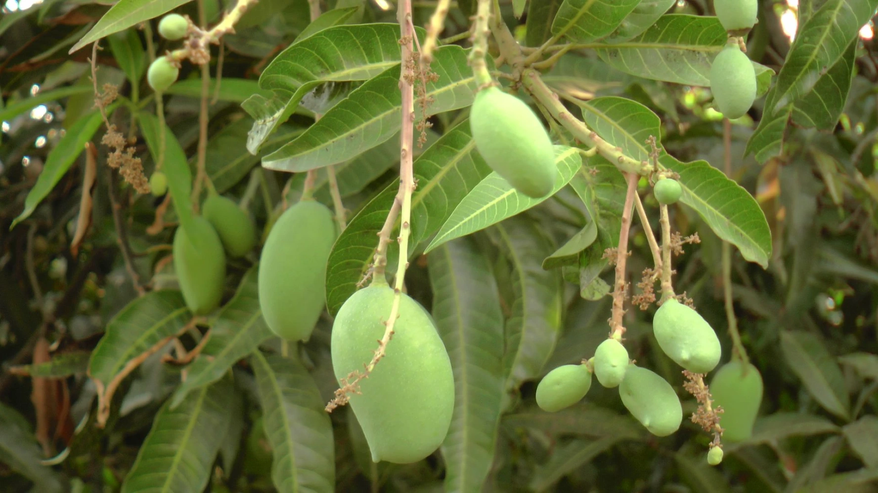 mango fruit quality humalite best solution blackamrut