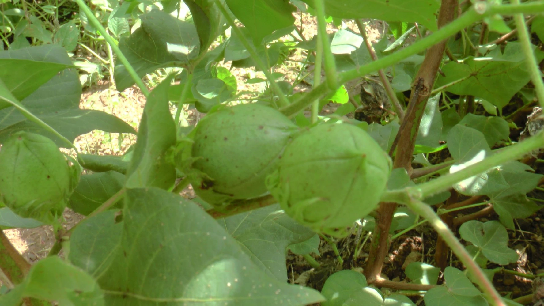 cotton bulk quality making solution problem dropping