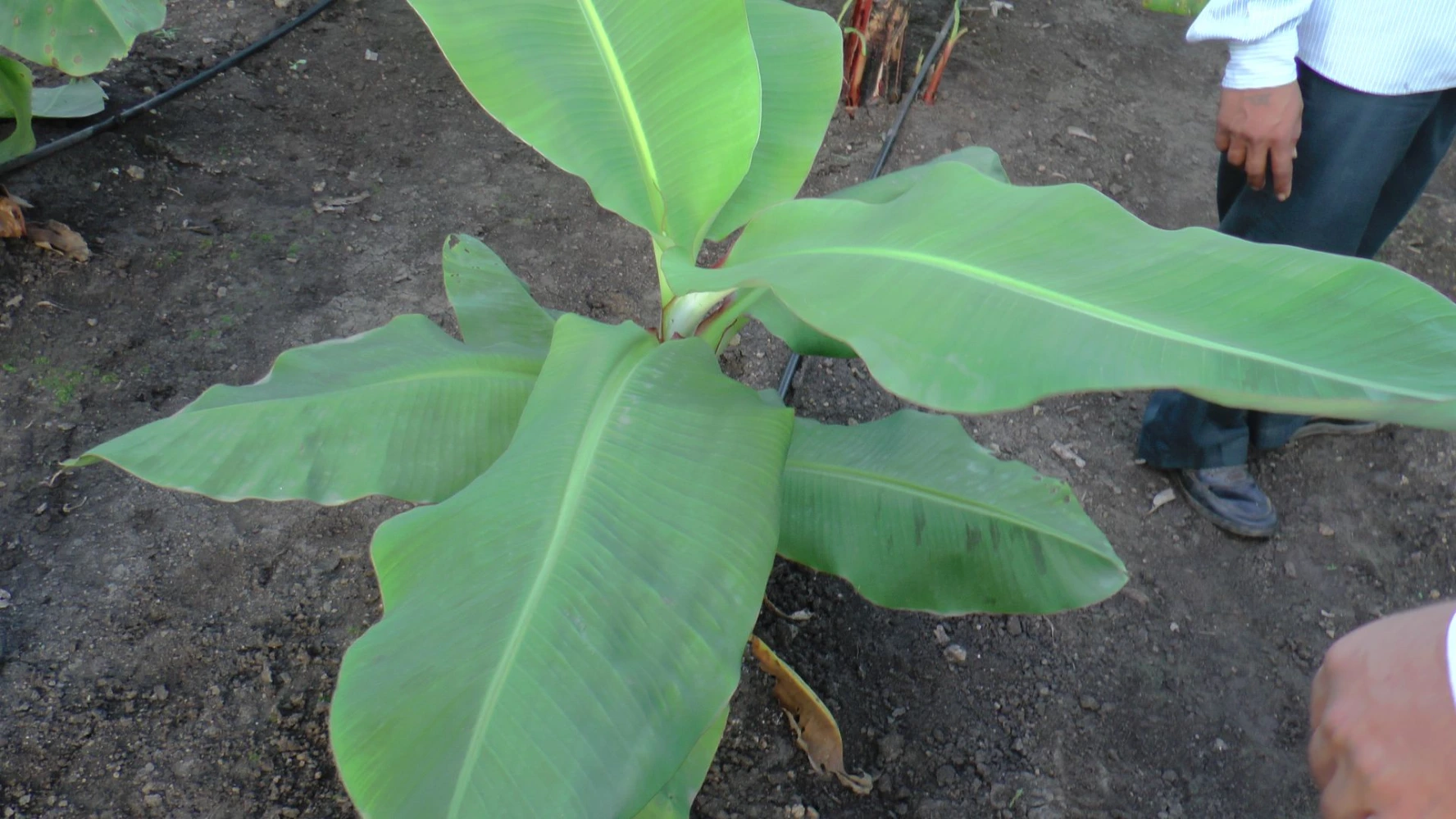Banana new plant growth humalite application