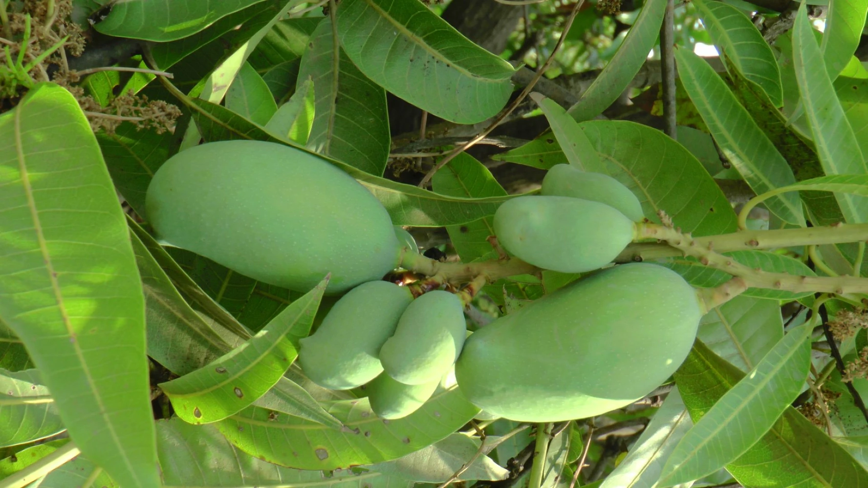 Mango 2 layer fruit setting humalite root drenching