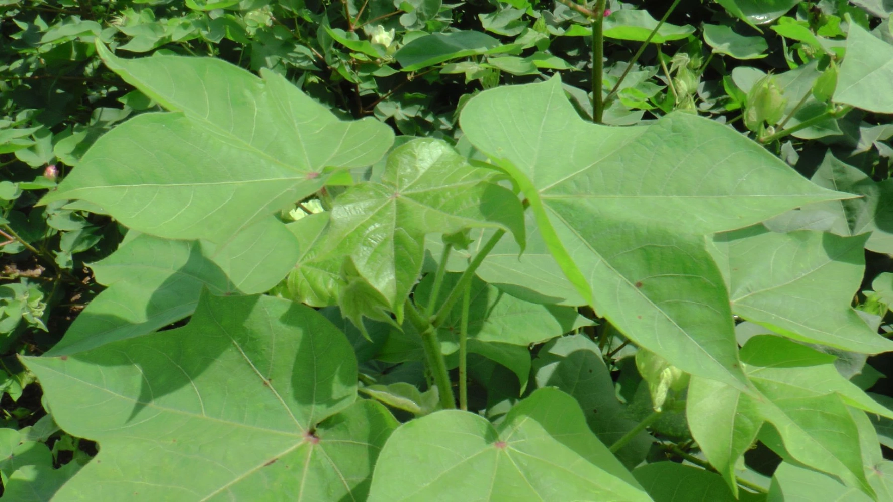 cotton result benifits soft new shoot young leaf slowgorwth solution fast result