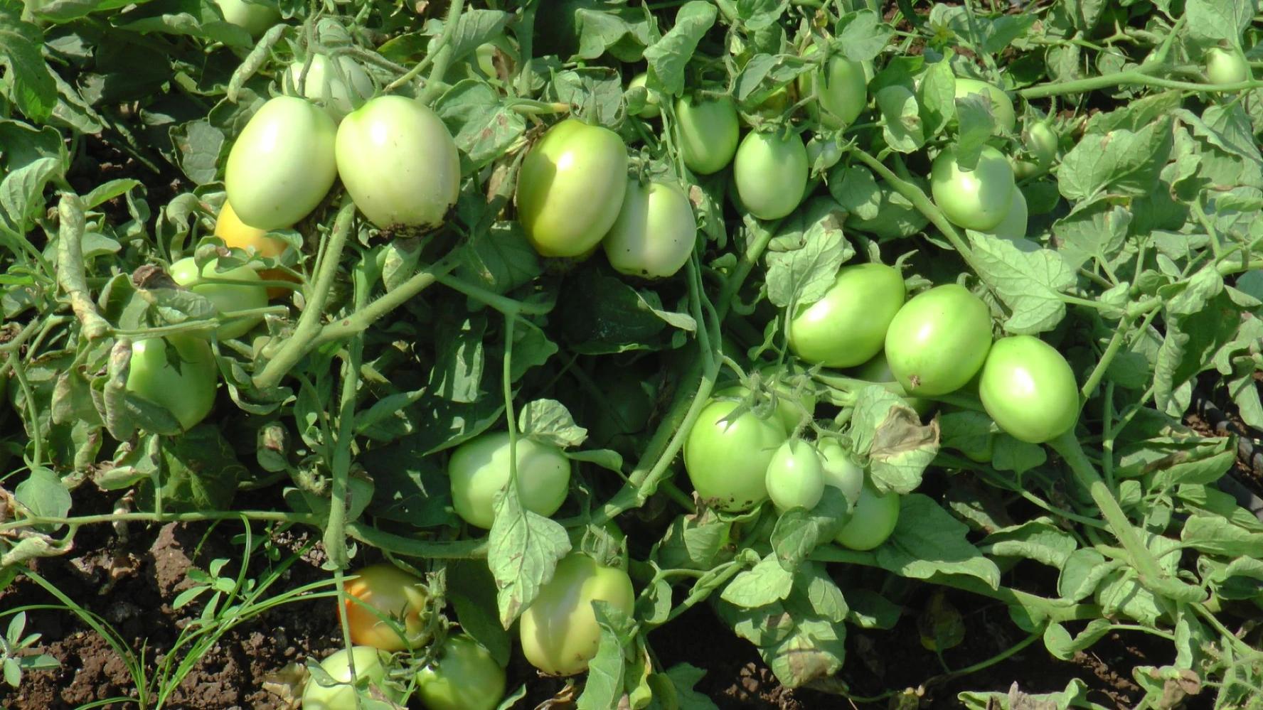 tomato low production yeild small size fruit solution humalite application result on field high performance pgr tonic all in one solution