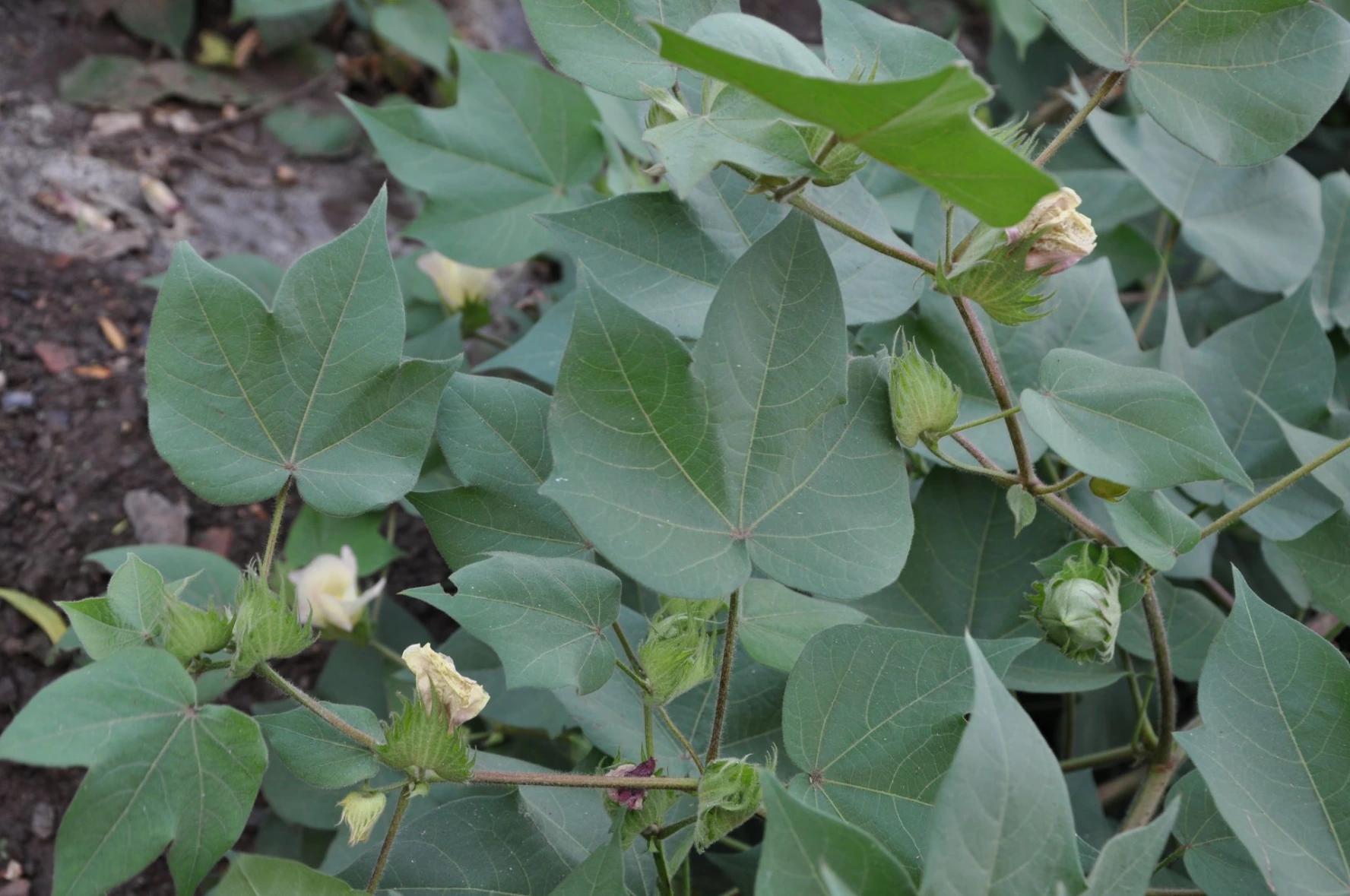 cotton leaf solution problem health maintain greenery quality drench humalite