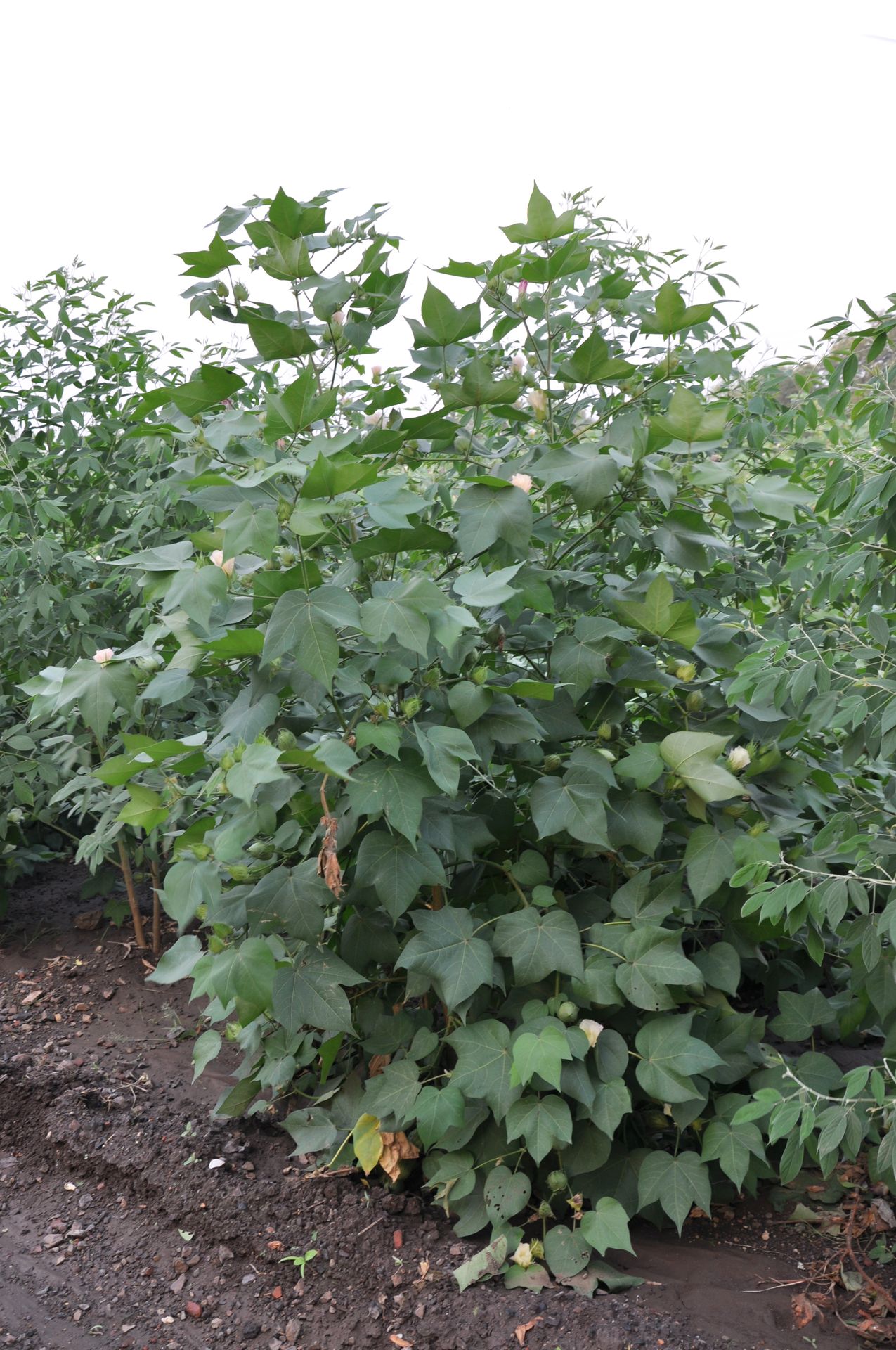 best result humalite tonic pgr alternate black amrut humalite 