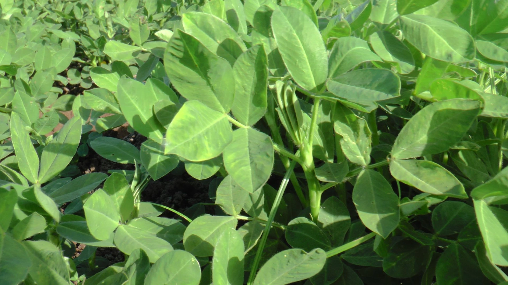 groundnut leaf health growth humalite application