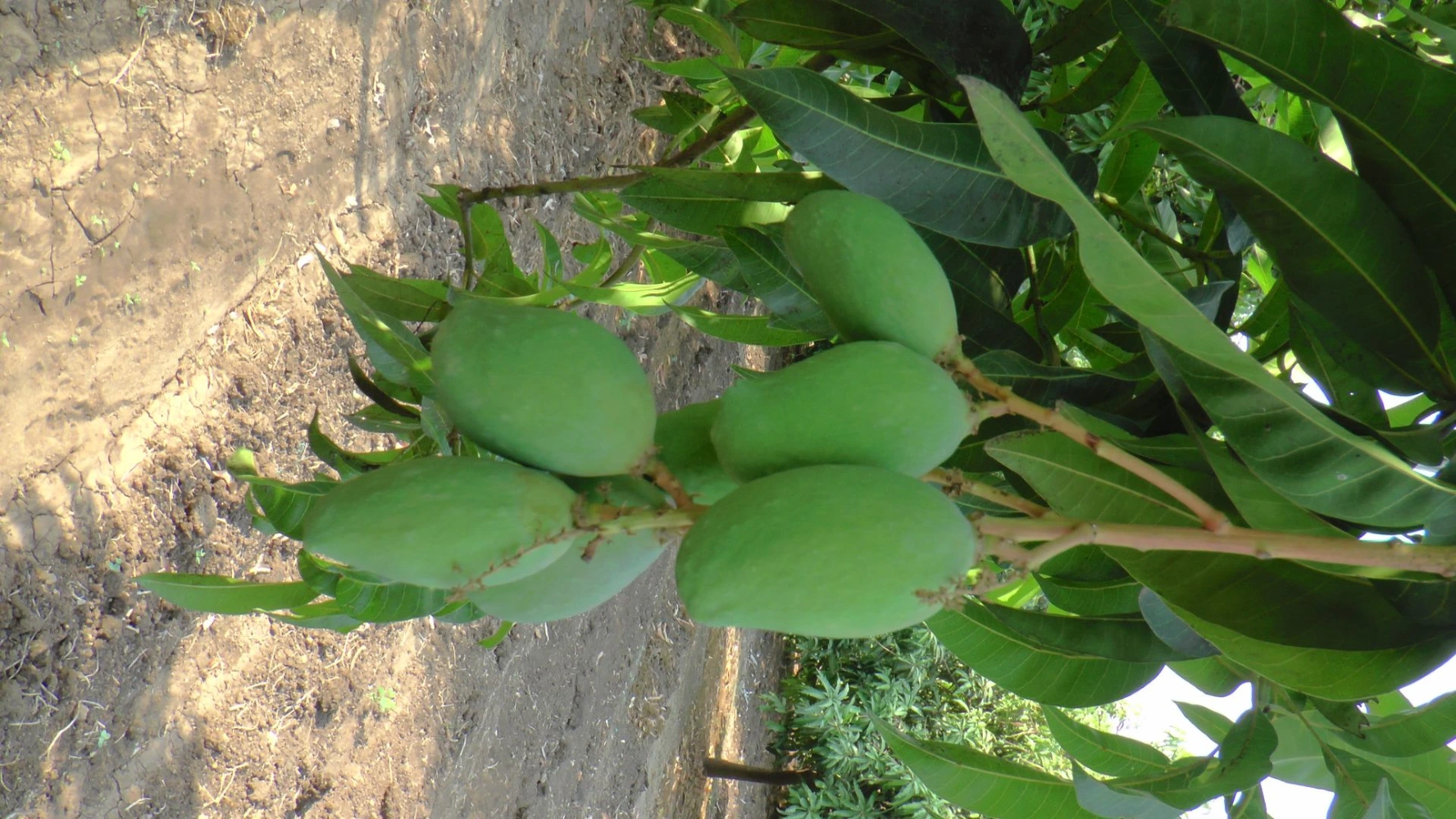 mango quality issue droppin fruit set low production alternative black amrut production humalite