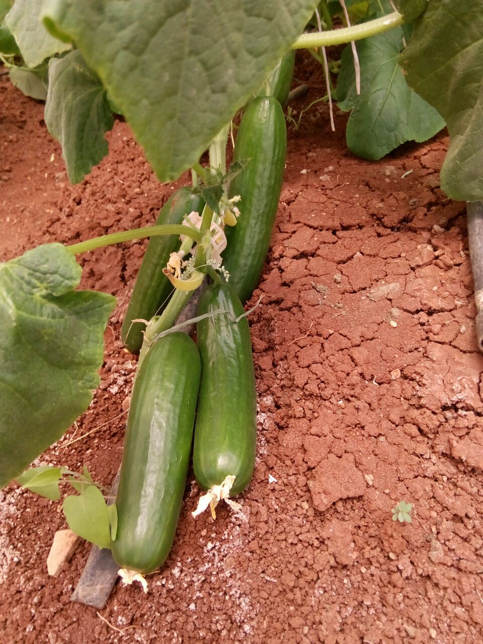 kira greenhouse problem growth issue prodcution quality problem