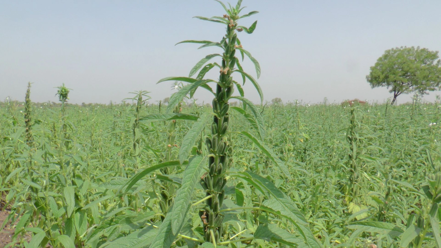 sesame fruit set quality humalite