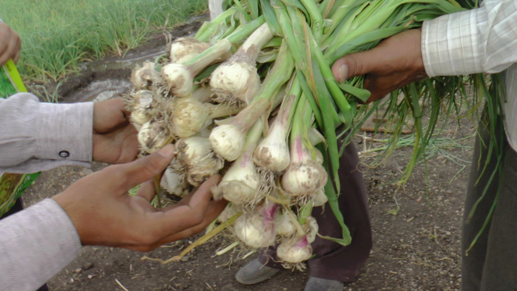 garlic even size bulb problem gorwth issue small size low yeild