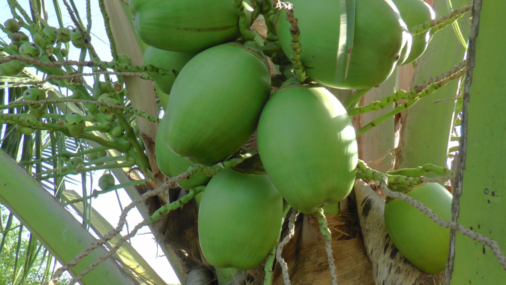 coconut size growth problem