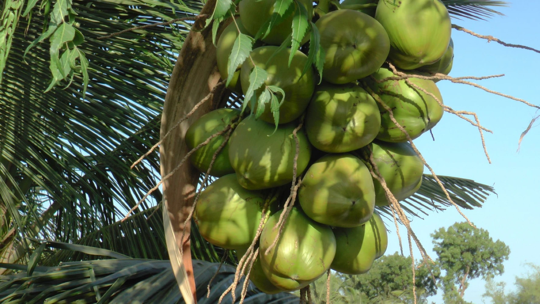 coconut fruit set and size