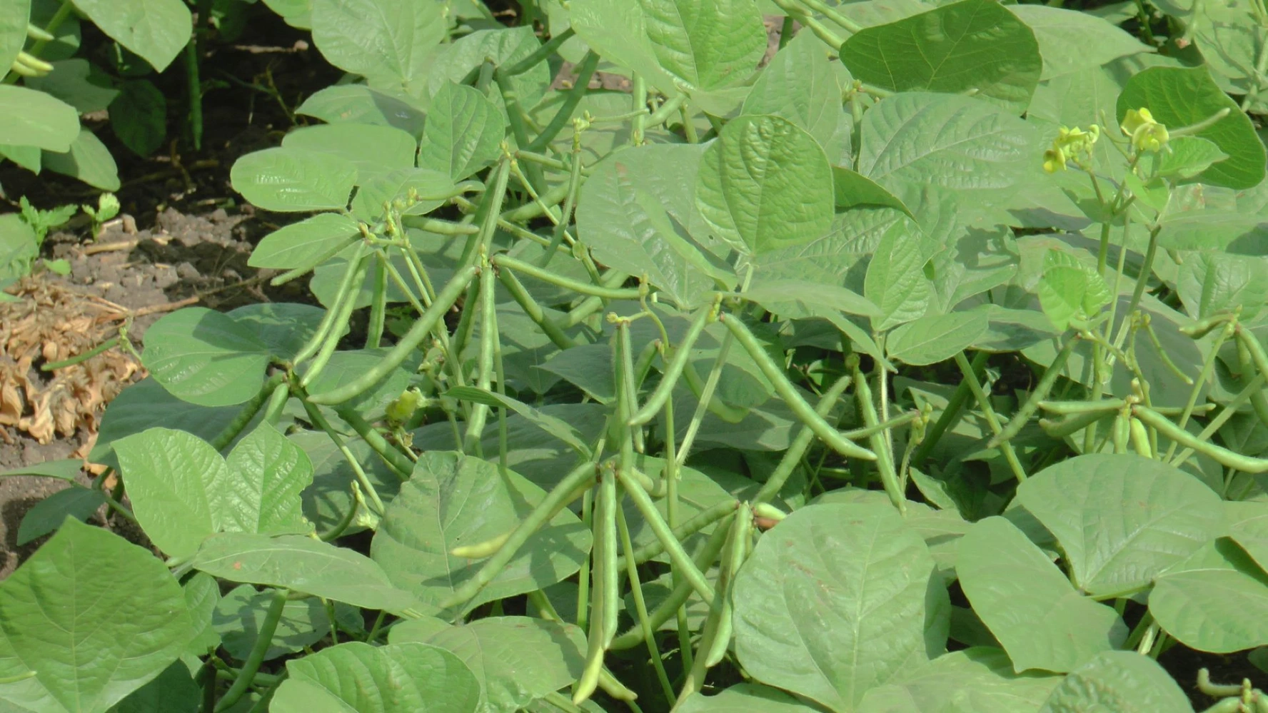 mung quality humalite growth issue low yeild high production