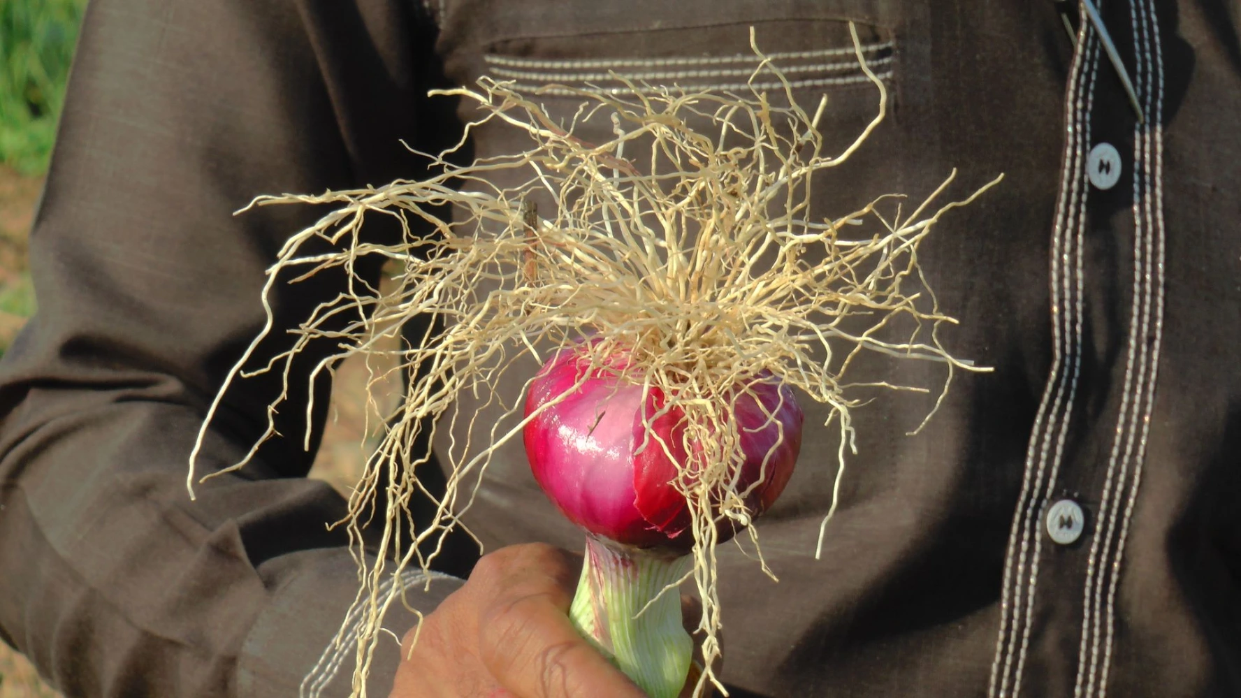 nashik onion root problem growth humalite product