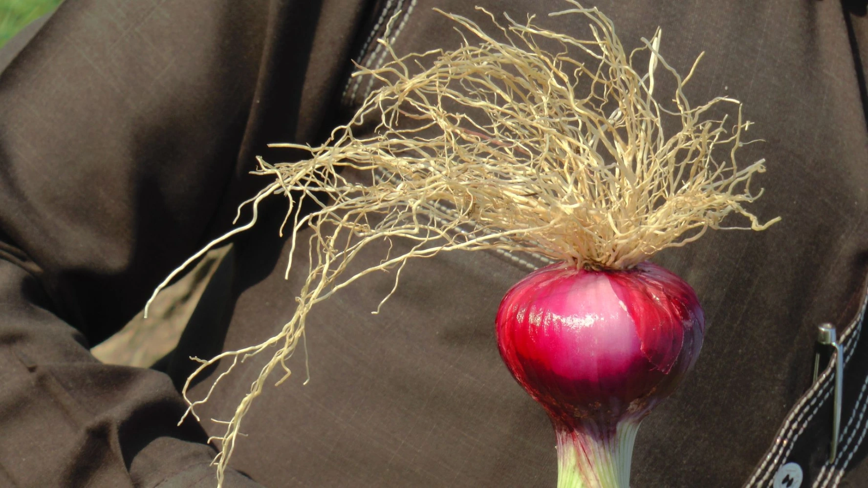 red onion roots growth humalite pgr